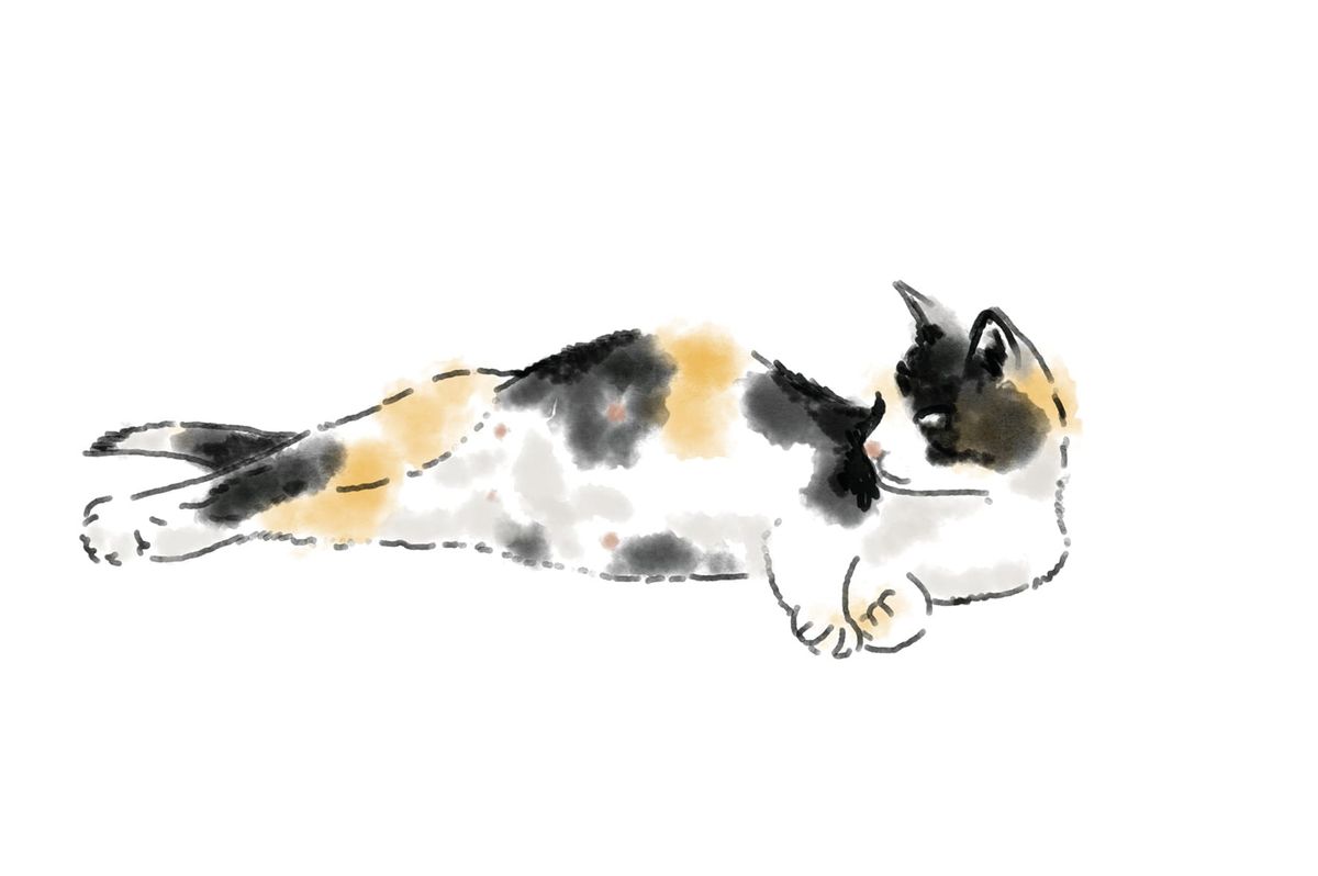 Empty cat and dunlin