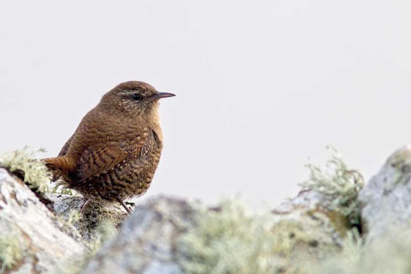 Wrens