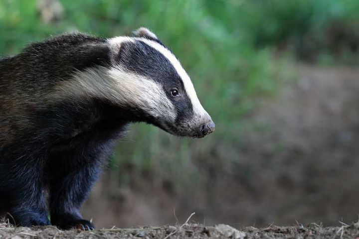 Badgers around the Kyle