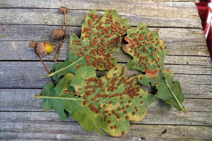 Plant galls