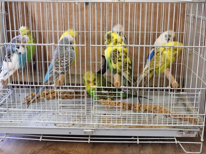 Budgerigars
