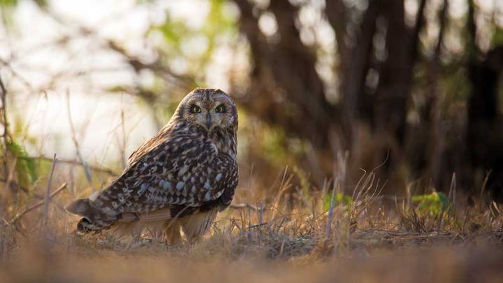 Short-eared Owl