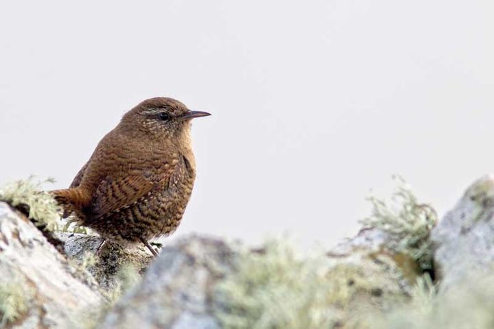 Wrens