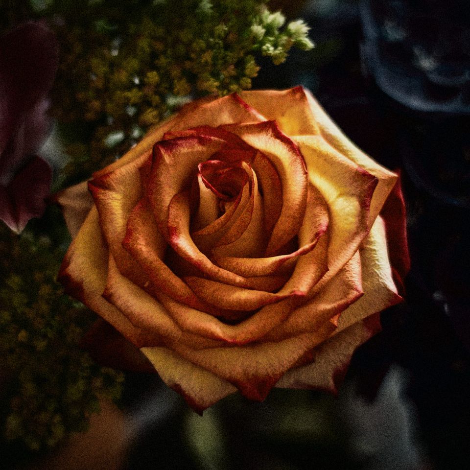 More Autochrome flowers