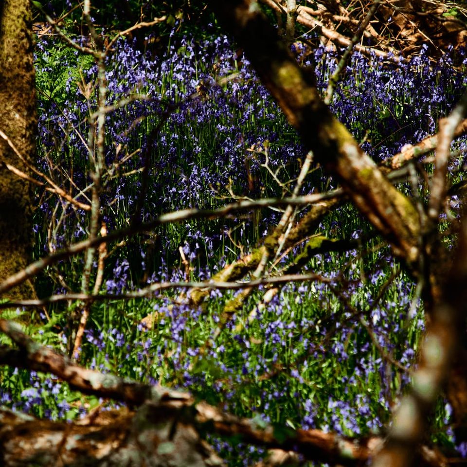 Bluebells at Inchmahome Priory