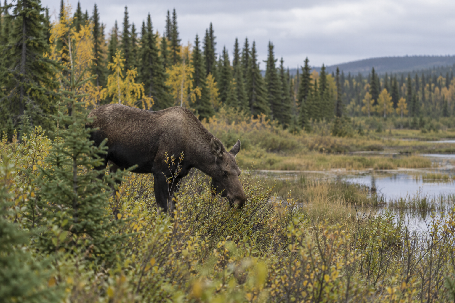 A moose browses beside a wetland bordered by autumn trees.