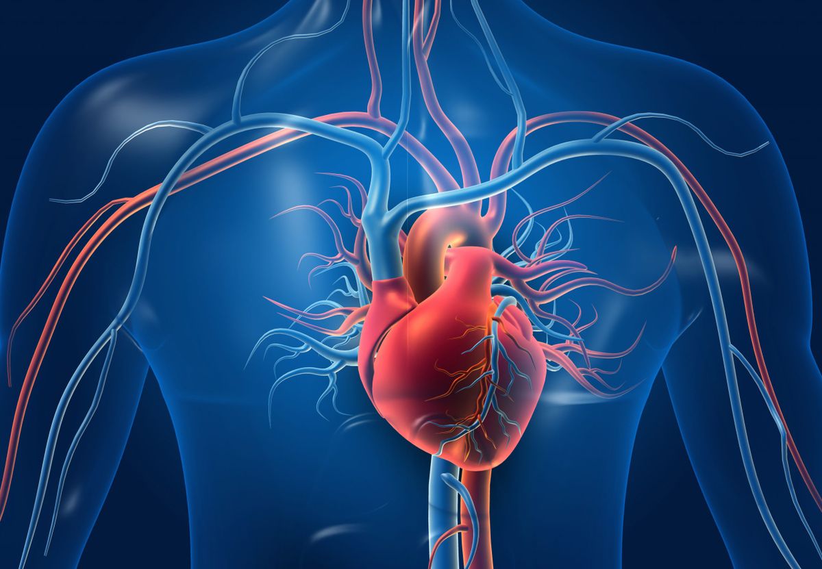 An introduction to the cardiovascular system