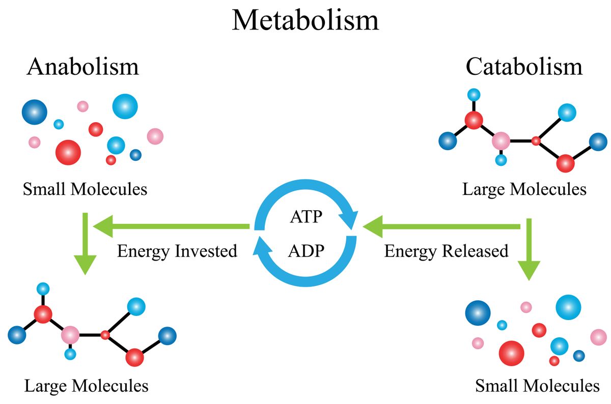 How does metabolism change with age?