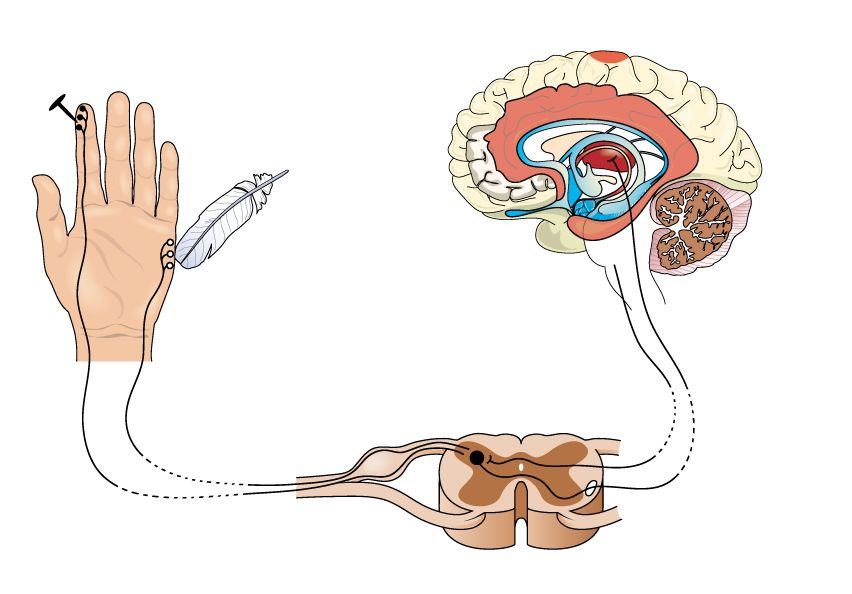 The science behind touch