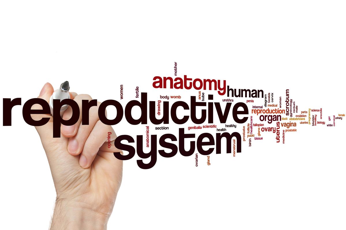 An introduction to the reproductive systems