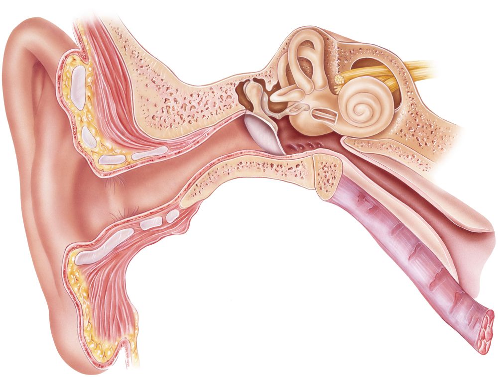 The science behind hearing
