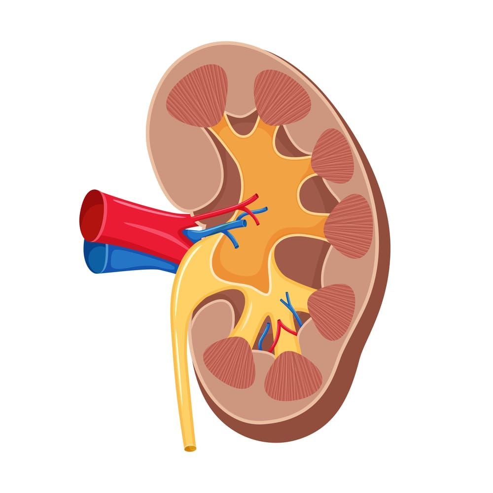 Simple ways to maintain kidney health
