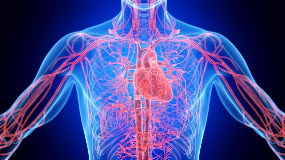 Understanding the cardiovascular system