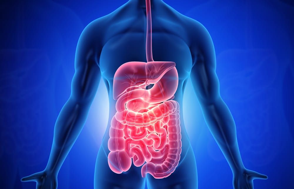 Understanding the digestive system