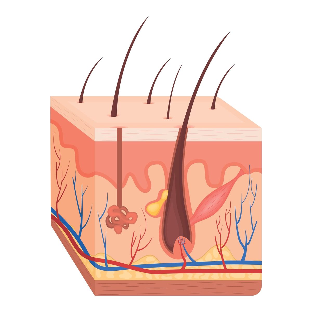 Understanding the integumentary system