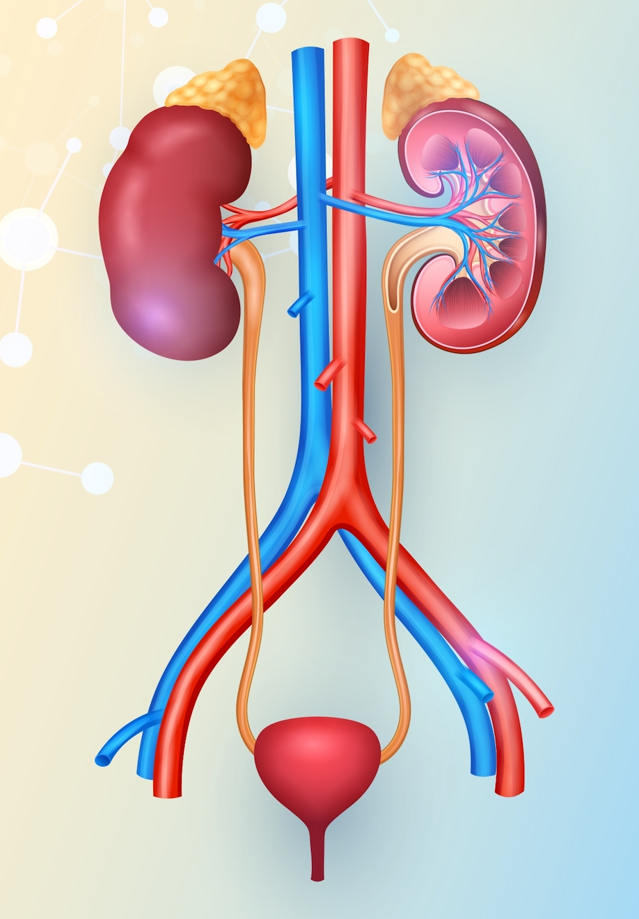 Understanding the urinary system