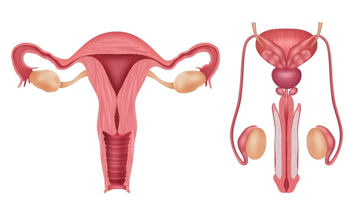 Understanding the reproductive systems