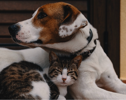 The benefits of pets for seniors