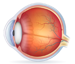 The science behind vision