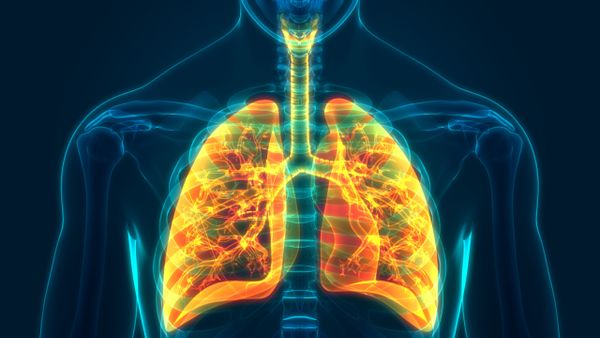 An introduction to the respiratory system