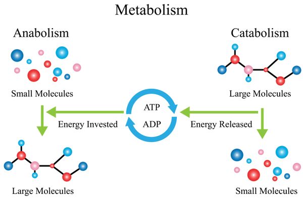 How does metabolism change with age?
