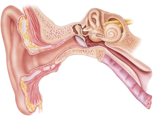 The science behind hearing