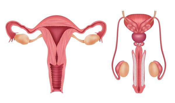 Understanding the reproductive systems