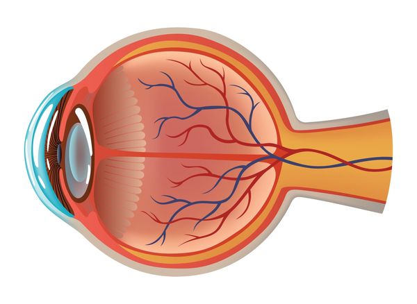 Understanding the science behind vision