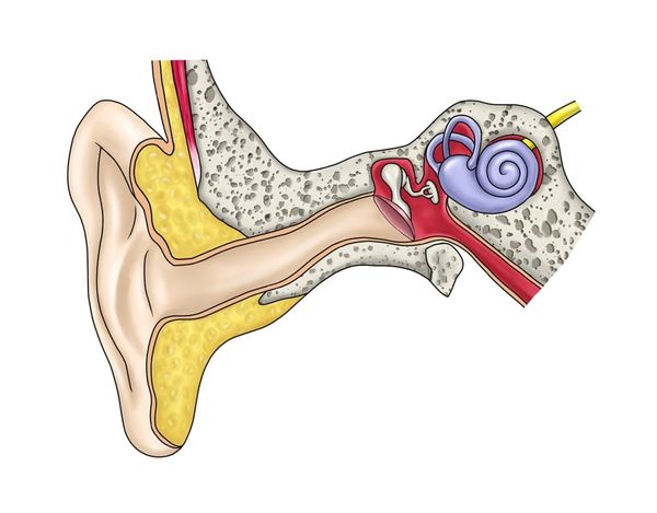 Understanding the science behind hearing