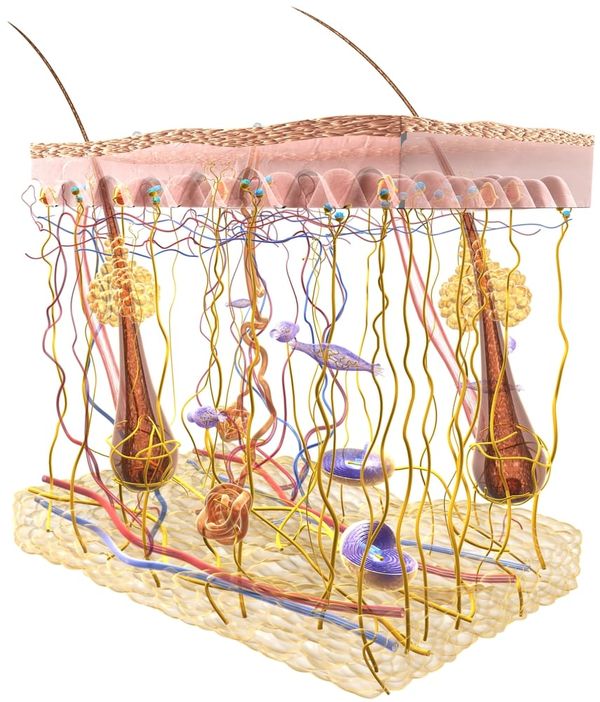 Understanding the science behind touch