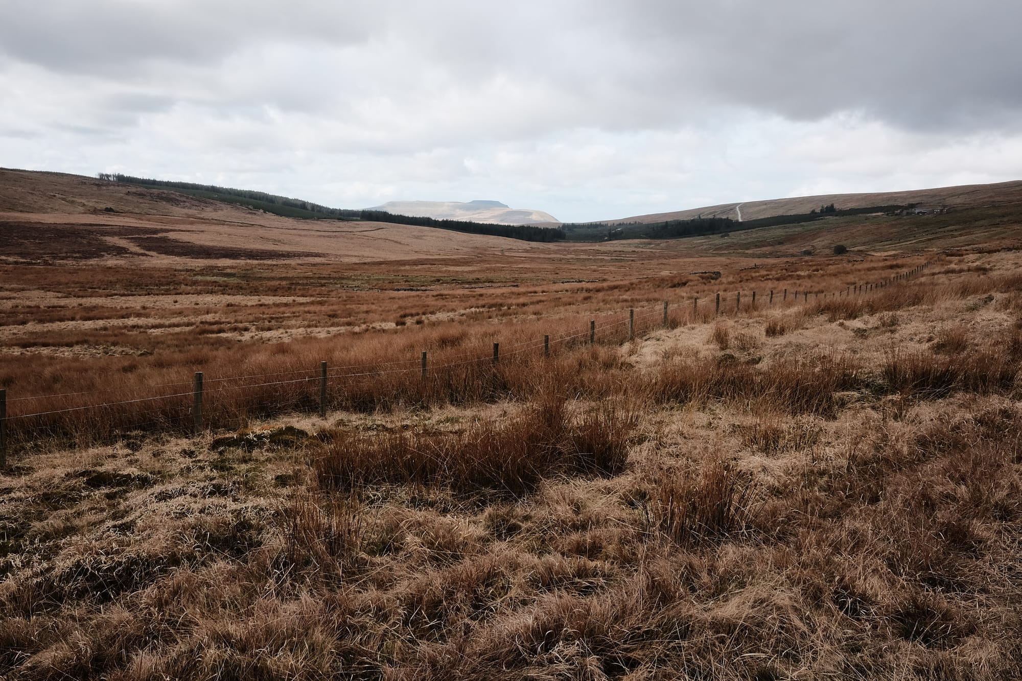 A large expanse of yellow grassland stretches to a distant conifer plantation and mountain beyond.