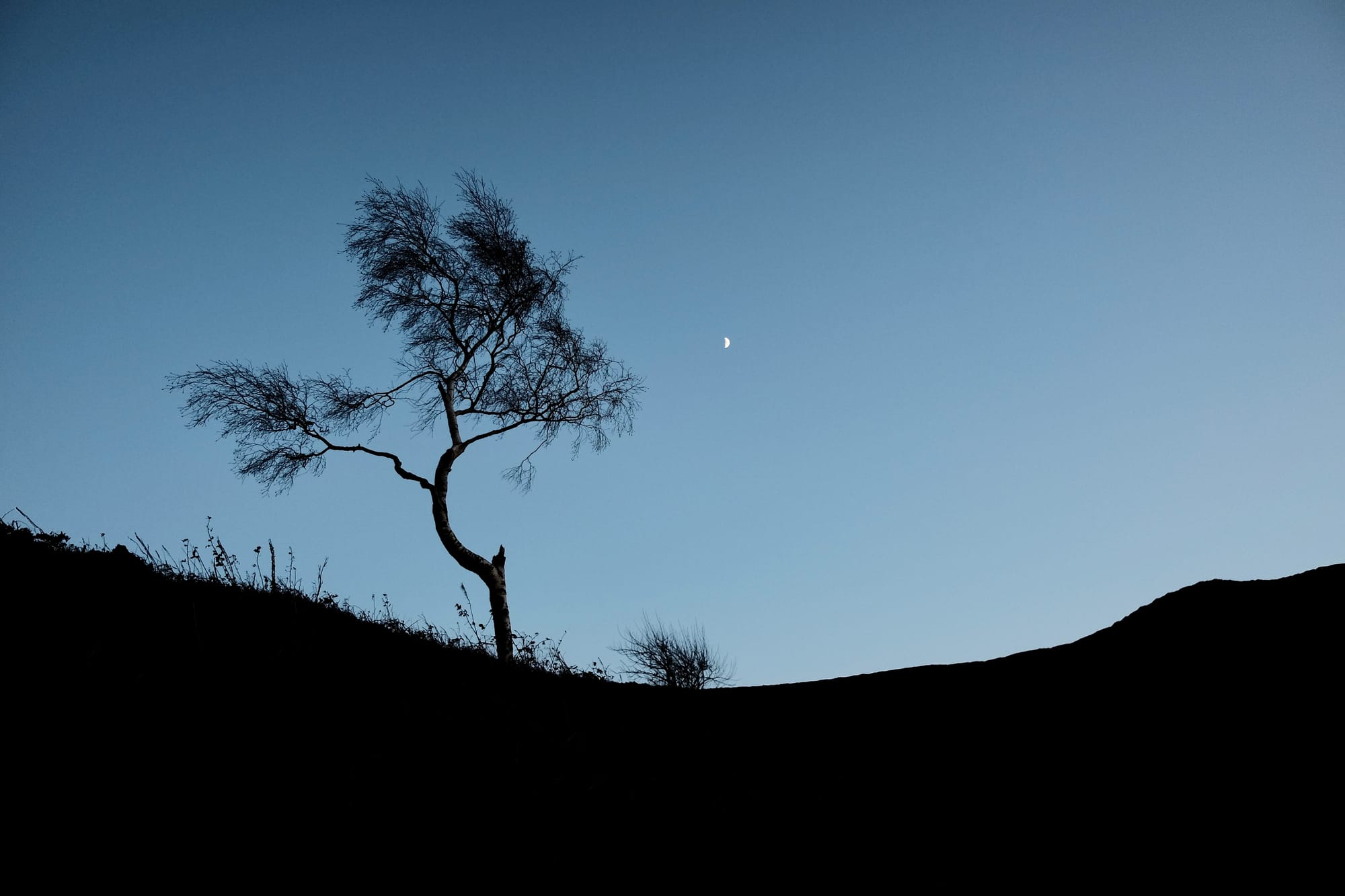 A tree with a curving trunk is silhouetted against the early evening sky.