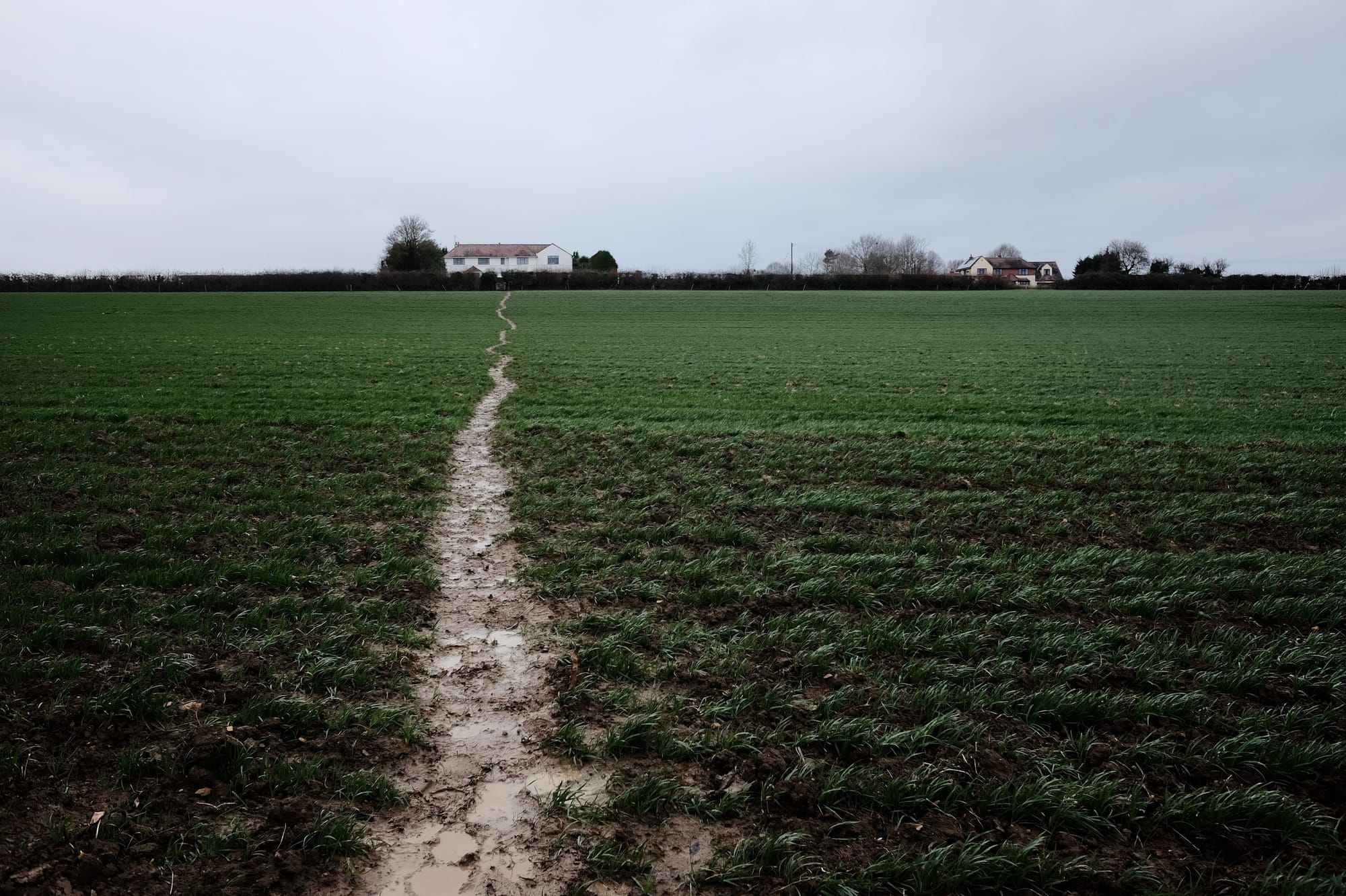 A muddy narrow path wiggles across a field of low green crops, heading towards a white house beyond a hedge.