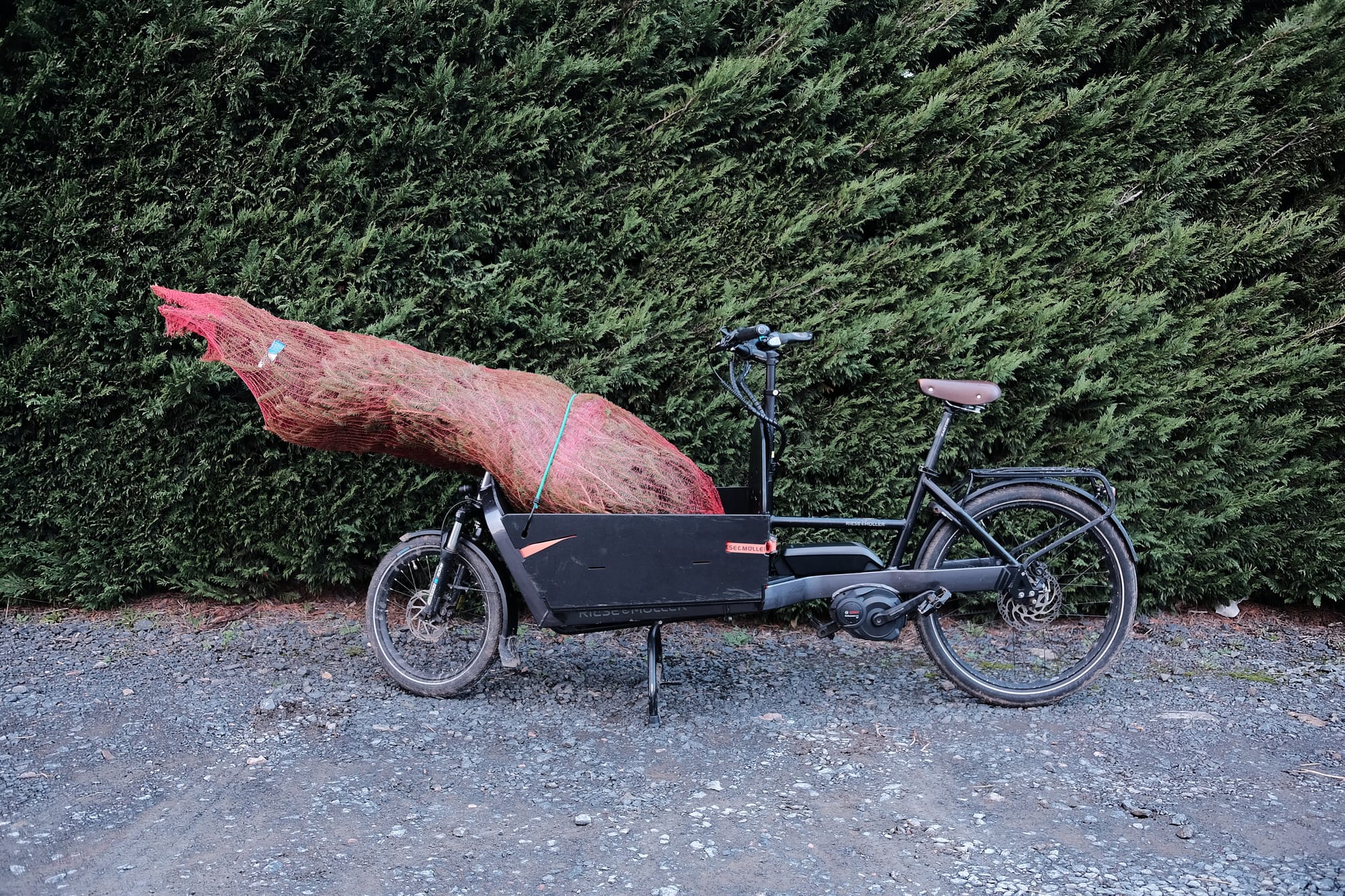 A black cargo bike loaded with a Christmas tree wrapped in orange net stands on gravel in front of a large green hedge.