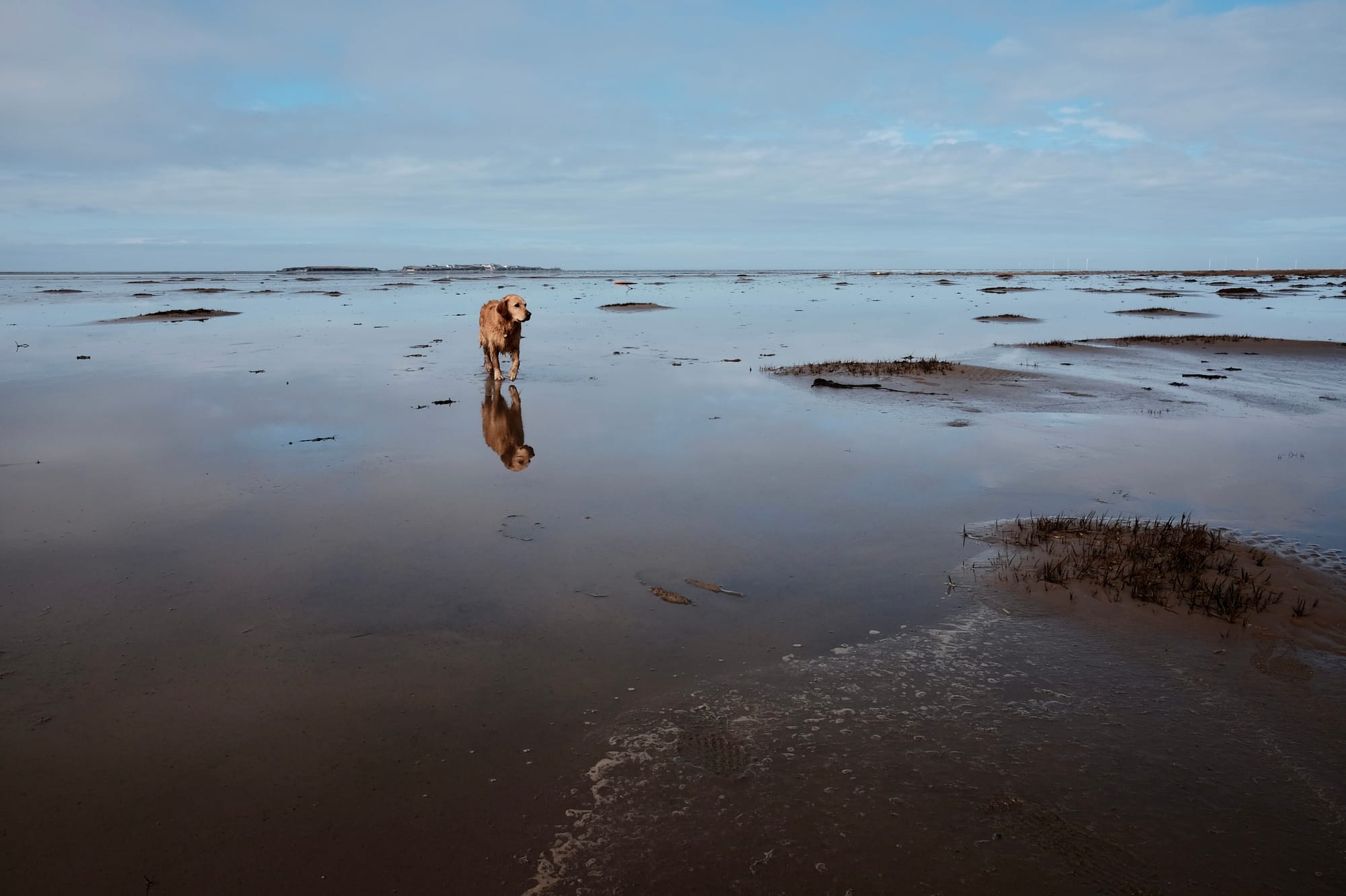 A Golden Retriever dog walks on the wet sand at low tide, with Hilbre Island in the background.