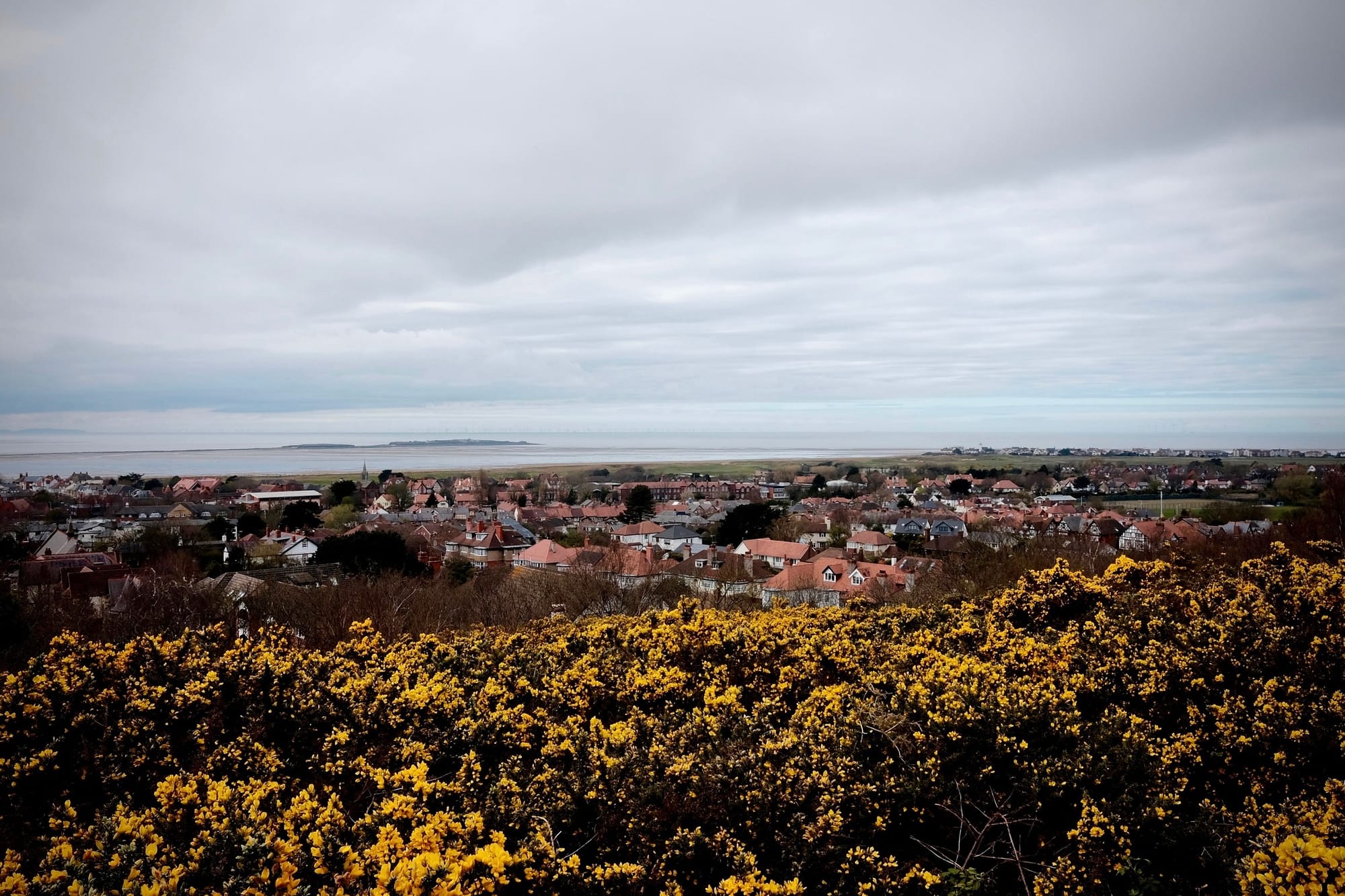A view over the yellow flowers of gorse to the red-roofed houses of West Kirby in the Wirral, and Hilbre islands beyond.