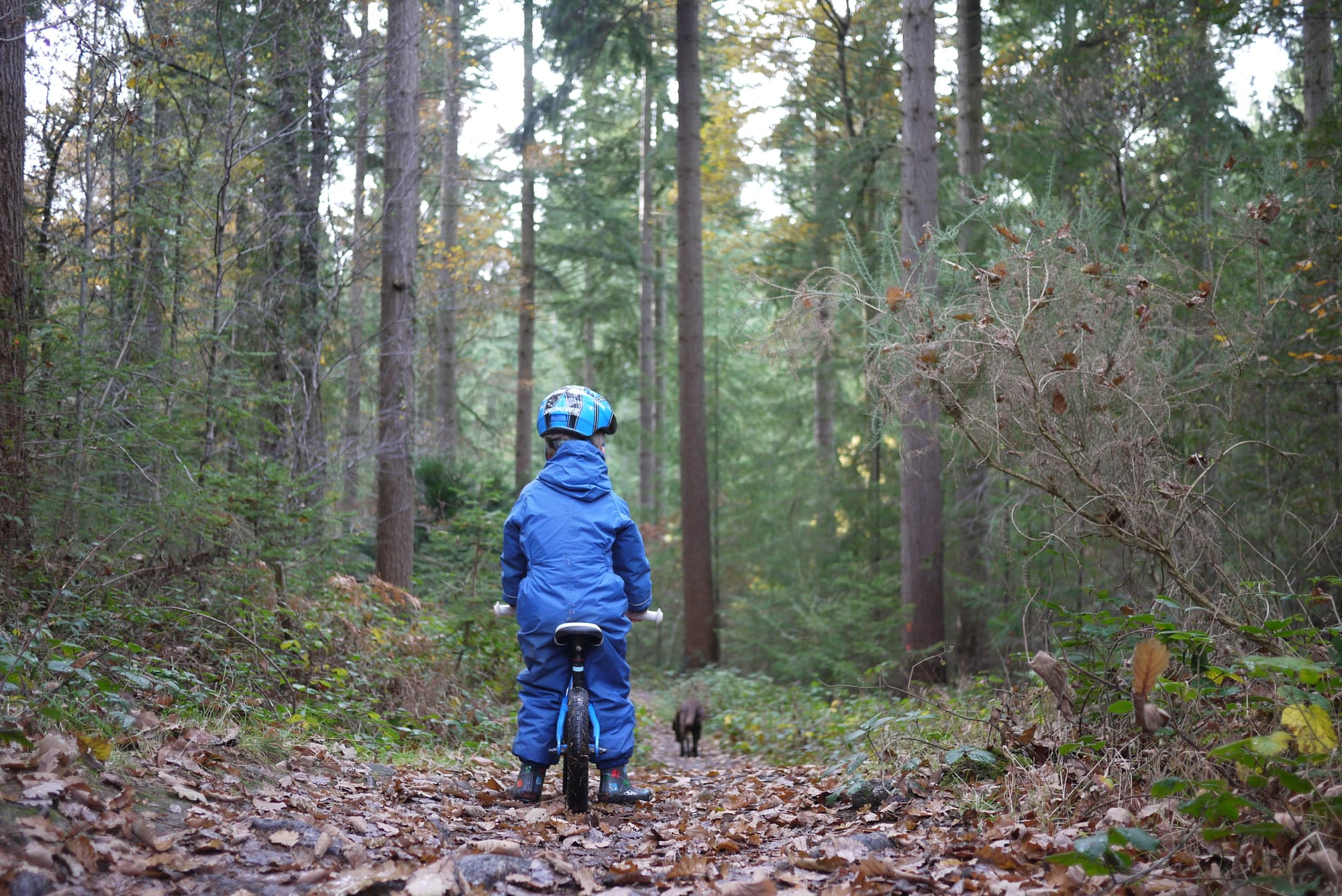 A child in a blue coverall rides a balance bike along a forest track covered in leaves and surrounded by tall trees, with a brown dog in front of him.