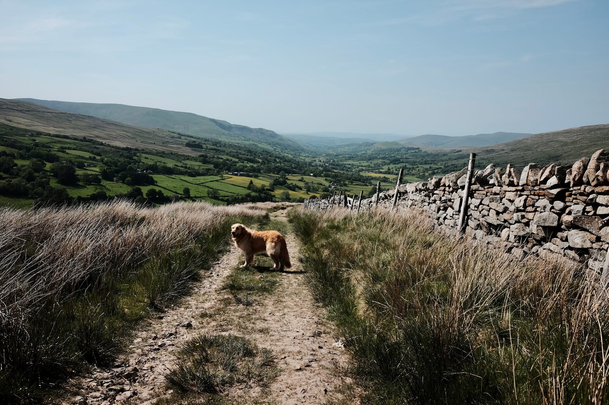 Lula the Golden Retriever dog stands on a stony track lined by a drystone wall, a pastoral valley stretching out behind her in the distance.