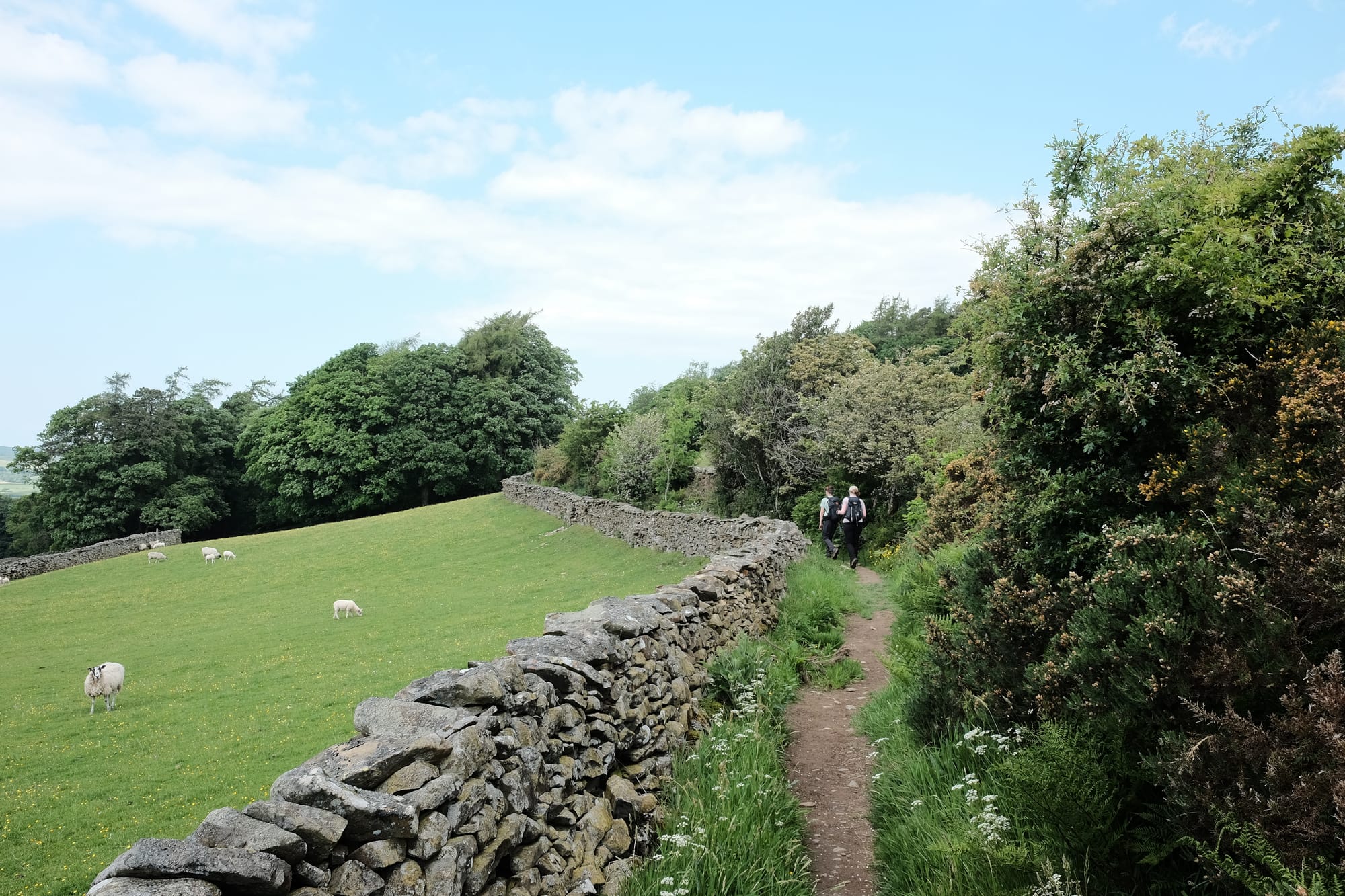 Two people walk along a path beween scrubland a drystone wall.