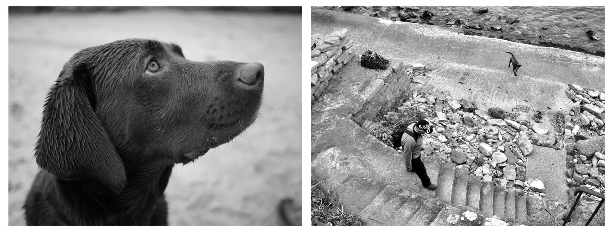 Two black and white photos of a labrador: a close-up, and one viewed from above of the dog waiting for a man to walk down some concrete steps by a jetty.