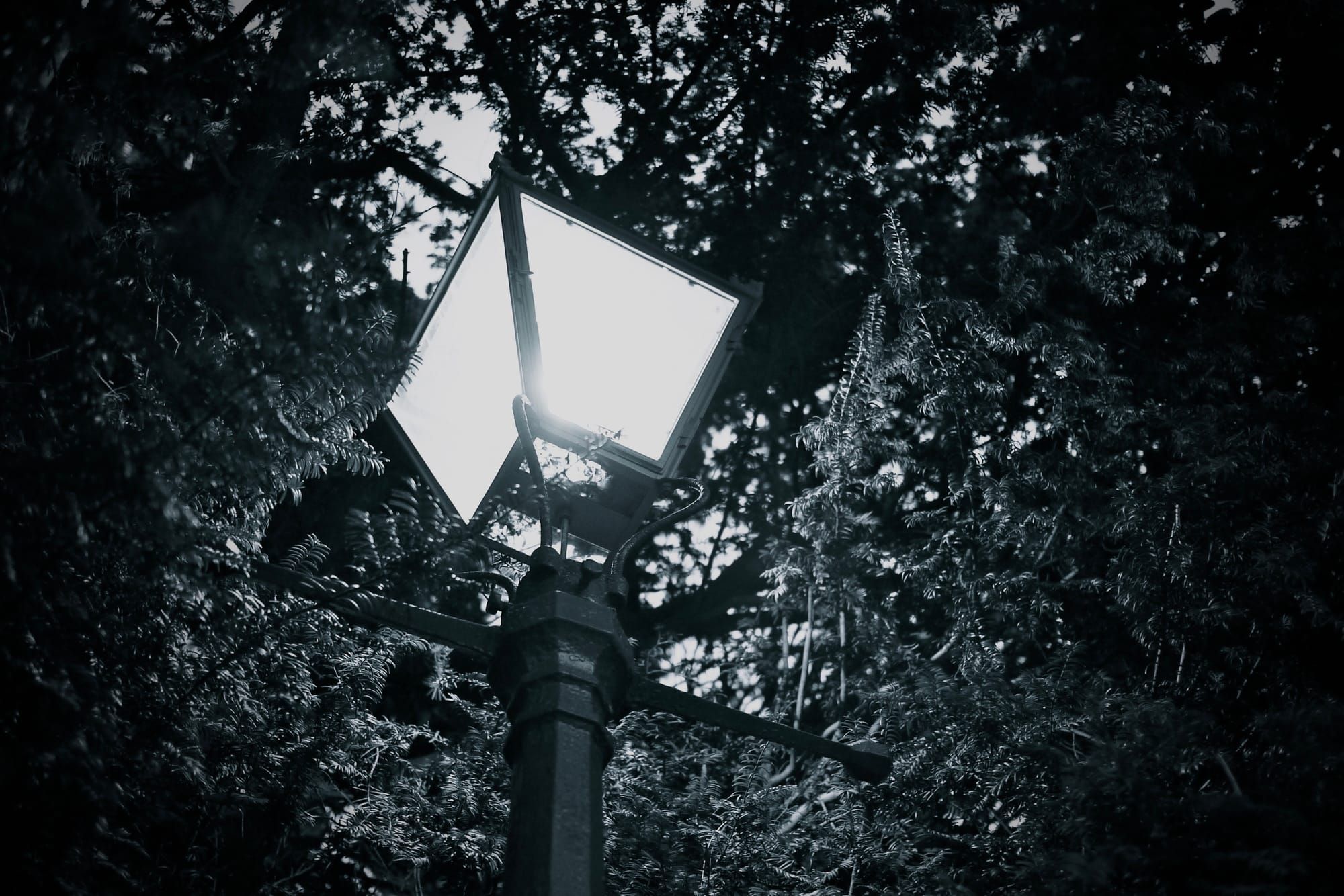 A gas lamp illuminates the tree that surrounds it.