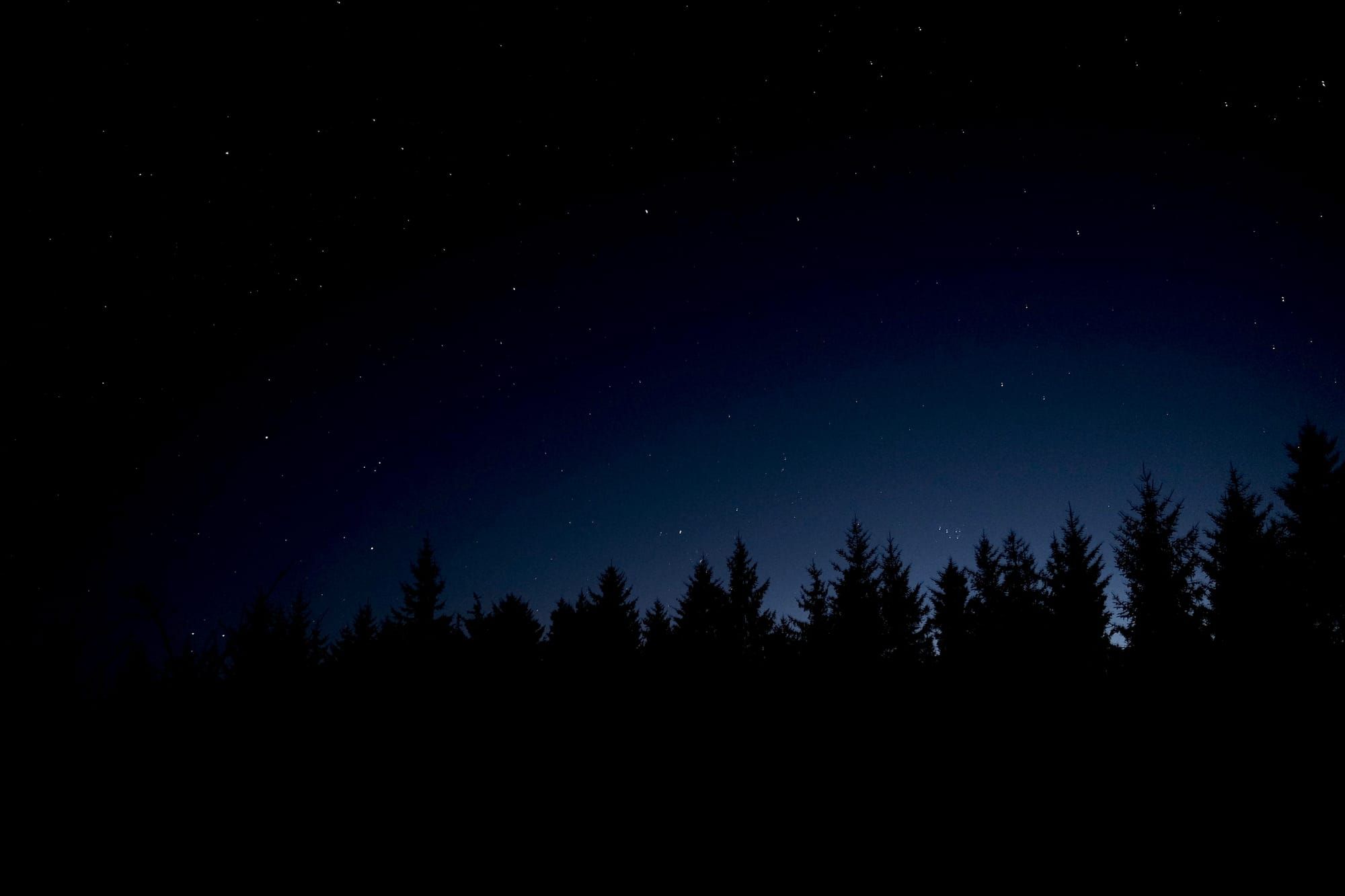 The night's sky full of stars, with trees silhouetted at the bottom of the picture.