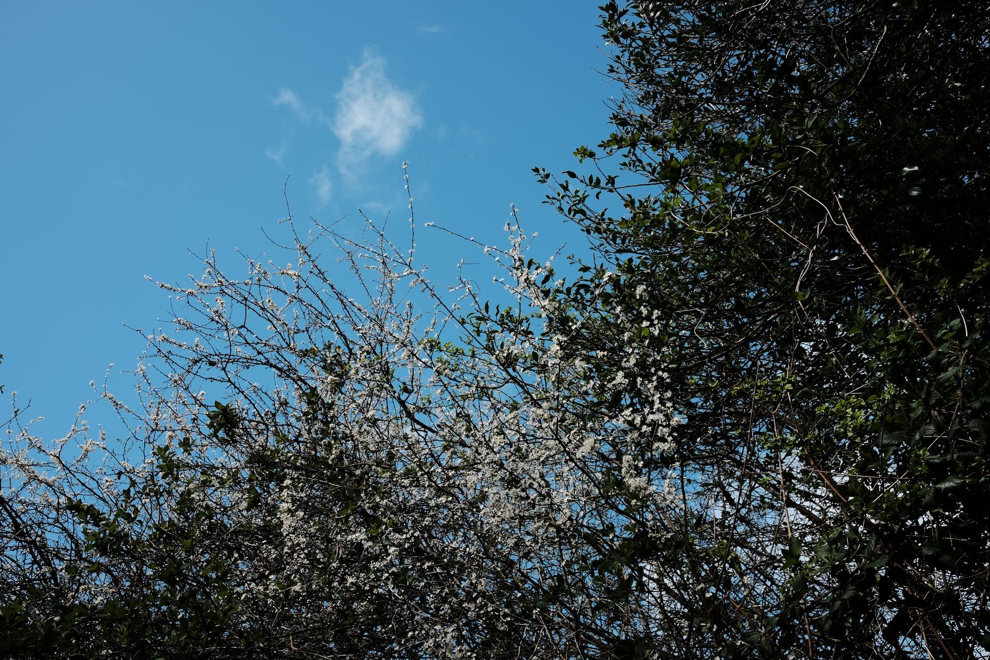 Looking up to the canopy of a blackthorn tree in blossom, seen against a blue sky with a white cloud.