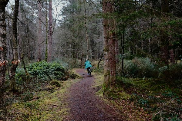 A child rides their bike on a winding trail through a pine forest, their green coat billowing behind them.