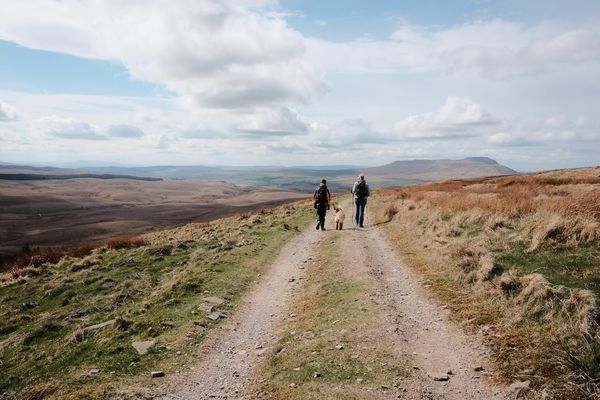 Two walkers and a Golden Retriever dog head away from the camera on the stony Cam Fell track