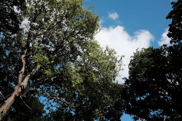 Looking up at a forest canopy, with the green leaves of the trees against the blue sky and white clouds.