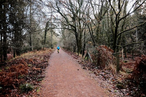 A cyclist in a blue coat rides along a straight track through a forest with bare trees and leaves on the floor.