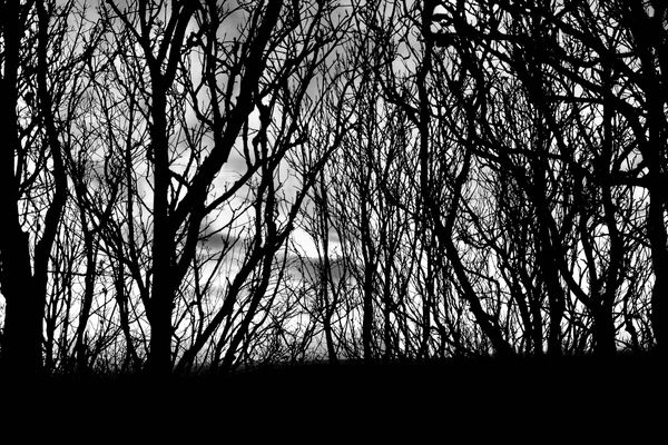 A black and white photos shows silhouettes of trees, densely packed against a cloudy sky.