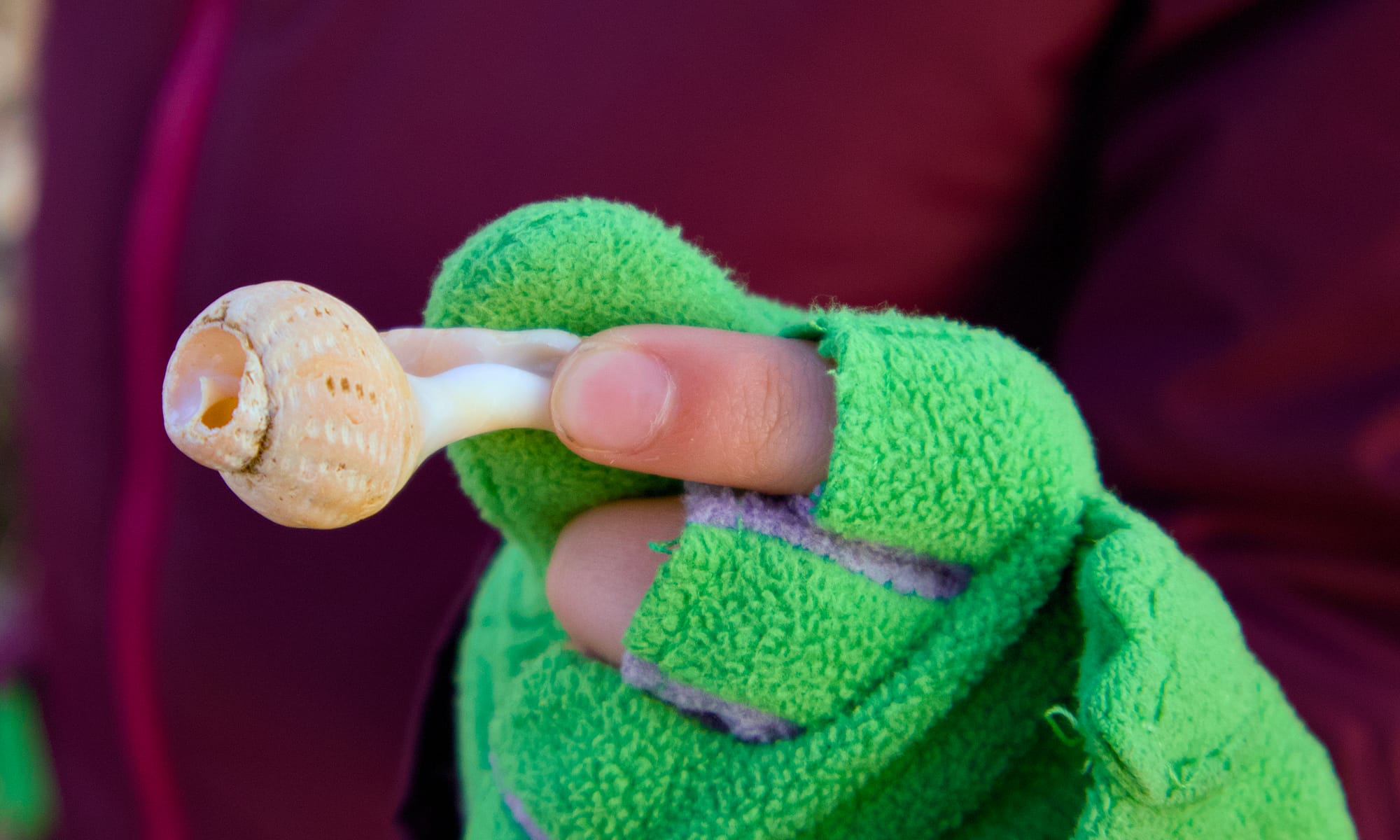 A close-up of a hand wearing bright green fleece gloves holding a small seashell with a slender bone-like structure attached, set against a blurred background.