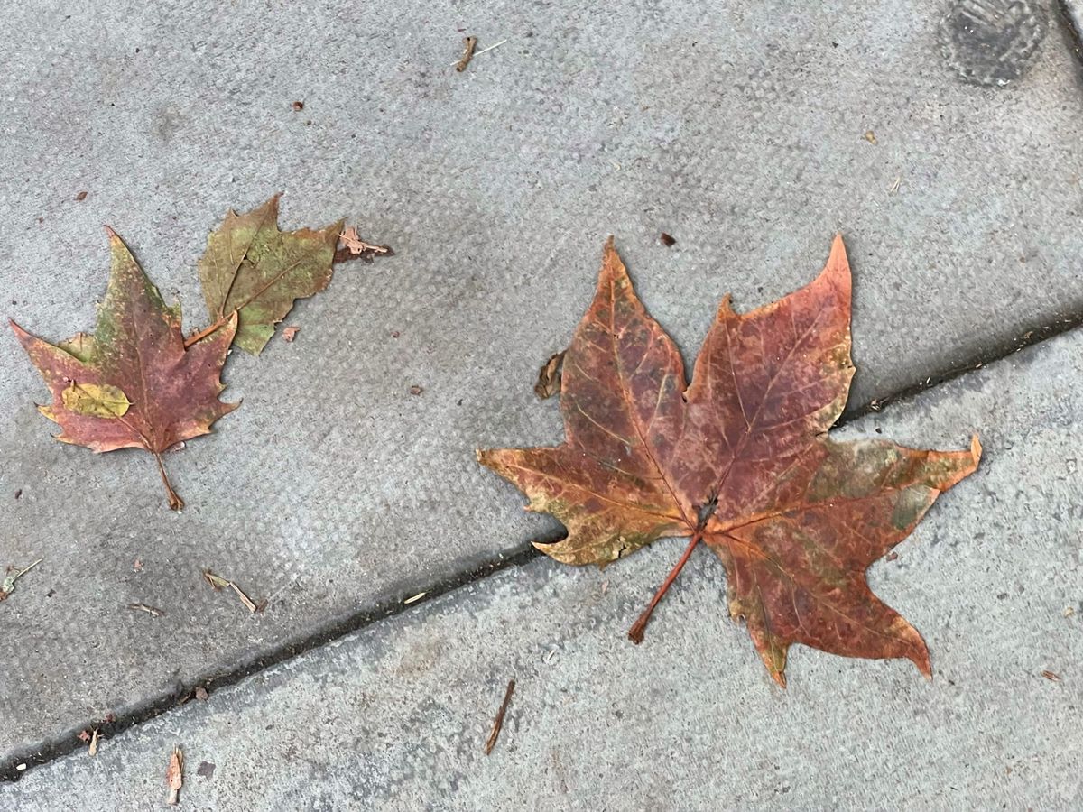 Leaves on the pavement in Clarkenwell, London. 